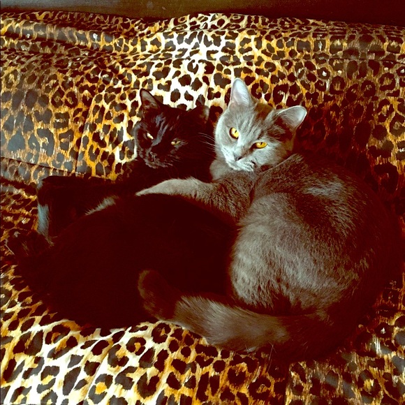 🐆 Posh Ambassador & Affiliate 🐾 - Picture 3 of 4